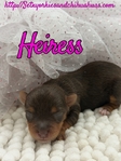 AKC Chocolate & Tan Female Yorkies