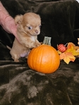 Long-haired Teacup Chihuahua Puppies