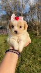 Maltipoo teacup