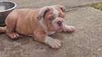 Lilac Tri Blue-eyed Merle English Bulldog