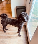 Standard Poodle