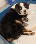 Miniature Australian Shepherd blue eyed male