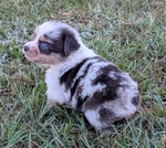 Toy Australian Shepherd male registered