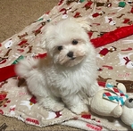 AKC MALE MALTESE CHAMPION BLOODLINE SALE $1500.00