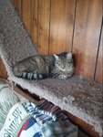 Free 7 cats