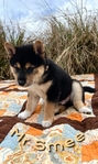 Shiba Inu puppies