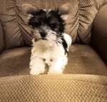Precious Male Parti Yorkie Puppy, CKC Registered