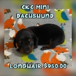 CKC MINI DACHSHUND MALE ( TAKING DEPOSITS)