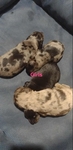 Ckc long haired miniature dachshunds