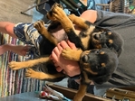 Registered Rottweilers