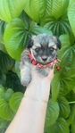 Tiny shorkies