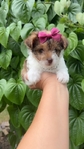 Teacup yorkiepoo