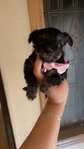 Adorable micro yorkie