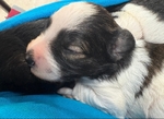 CKC Mini Schnauzers!!