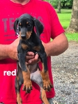 AKC Doberman Pinscher puppies