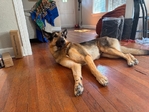 Rehoming German Sheperd Pup