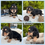 AKC dachshund puppies
