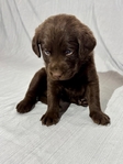 Chocolate Lab Puppies!