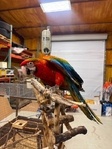 Baby Flame Macaw