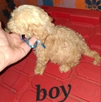 Three Sweet 8 week old Tea Cup shih poo puppies