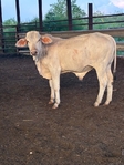 Brahman Bull Calf