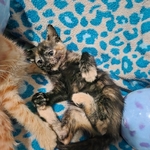 Free kittens, July 19th 2025 birthday, 2 males and 3 females!