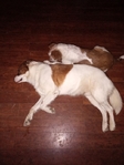 Dogs needs a home