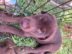 Chocolate lab puppies