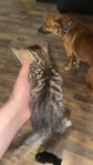 Kittens