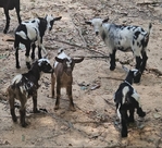Nigerian Baby Goats for sale