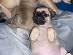 Pug Puppies