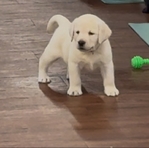 Yellow and Black English Labrador Retrievers