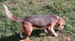 AKC beagle male champion bloodlines