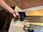Maltipoo baby boys