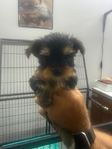 AKC Yorkie Puppies & Adult Maltese