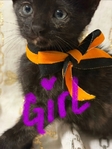 Free Kittens to good home!