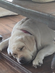 Akc white lab female