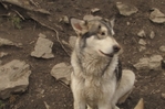wolf hybrids for sale