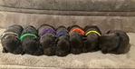 Labrador Retrievers-AKC