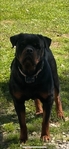 Akc Rottweiler Puppies