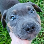 XL bully pup