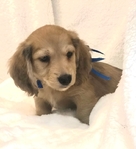Dachshund AKC Puppies