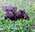 AKC Reg Minature Schnauzer