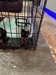 CKC Registered Yorkie Puppies for Sale