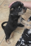 Adorable puppies looking for their fur-ever homes!!