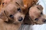 Female and male chiweenie