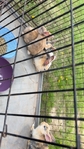 Tumak/new Zealand Rex mix rabbits and bunnies.