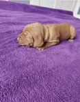 Vizsla puppies