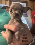 AKC Chihuahuas ready 10/1/25