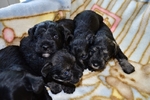 AKC Toy/Miniature Schnauzer Puppies